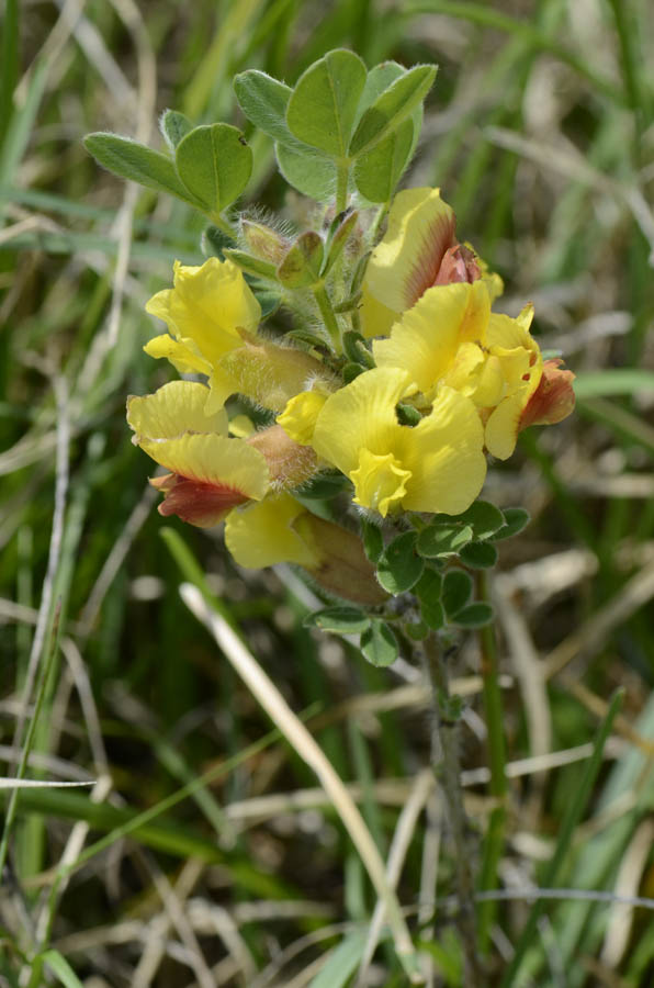 Gambo fiorito - Cytisus hirsutus